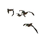 vogel